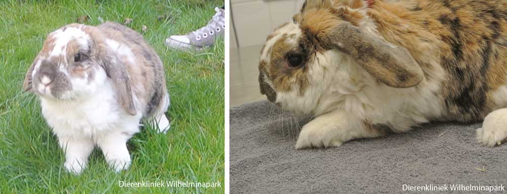 Konijn Bunny kan niet op haar voorpoot staan